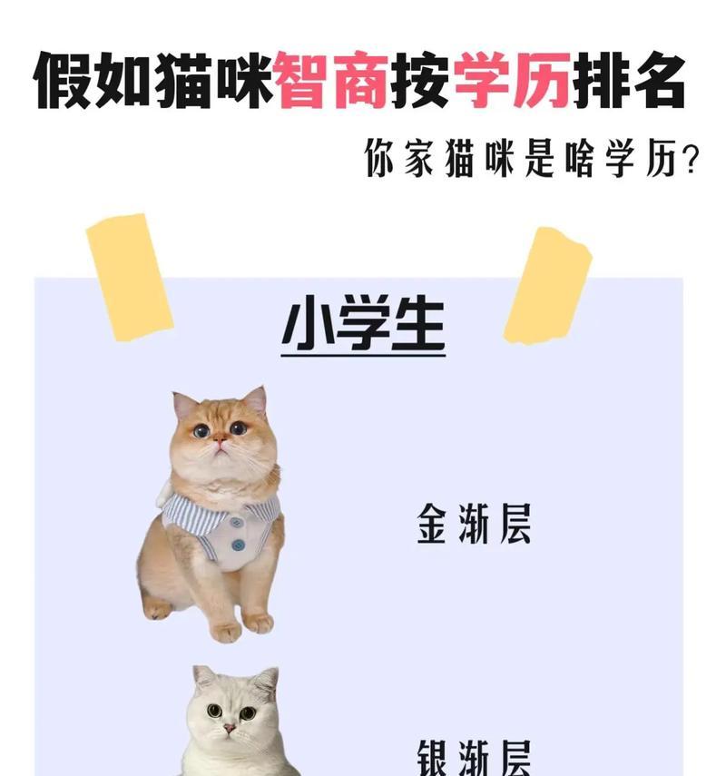 揭秘猫咪年龄换算大法（你家猫咪年龄可能比你还大？一窥猫咪的神秘年龄）