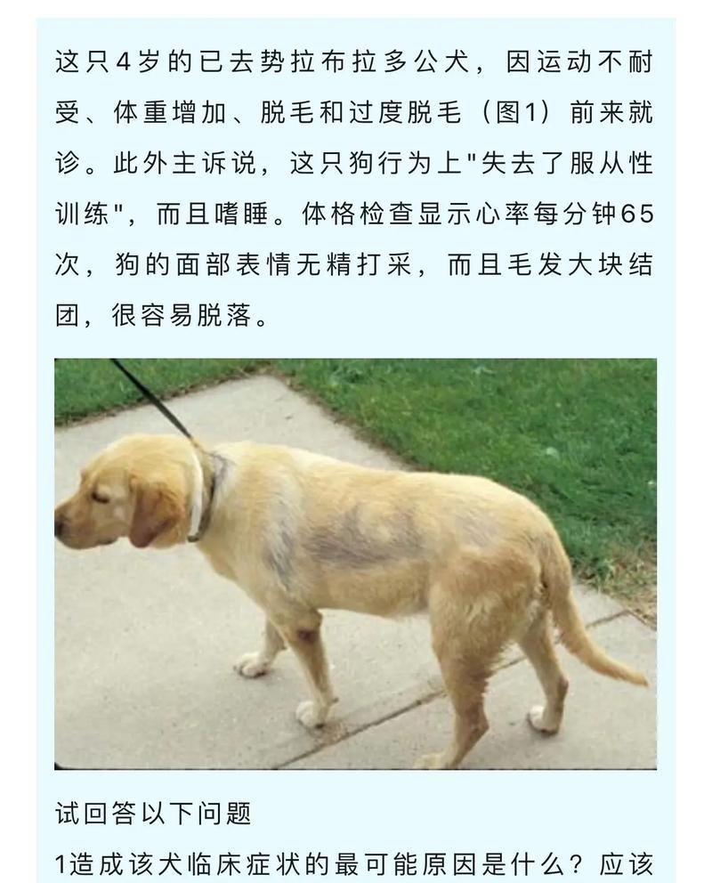 拉布拉多犬的标准体重及调整方法（了解拉布拉多犬体重标准，让你的宠物更健康）