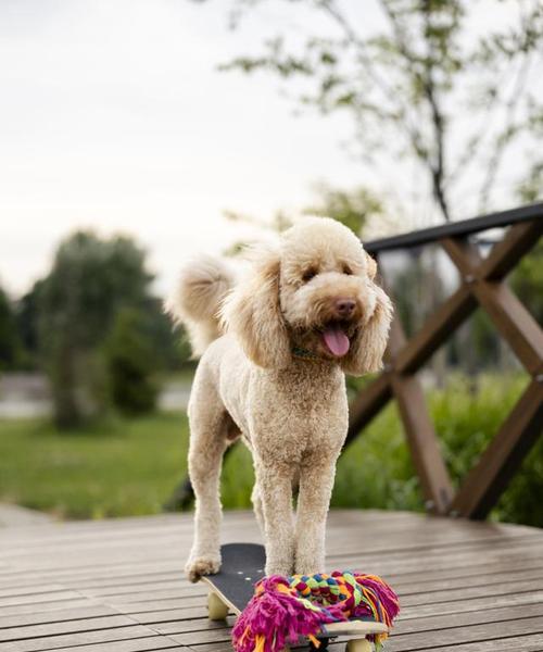 红贵宾犬鼻子变色怎么办？（毛色养护技巧，让红贵宾犬光彩照人）