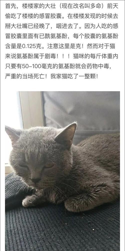 急救猫咪中毒（熟悉中毒症状，有效拯救猫咪的关键）