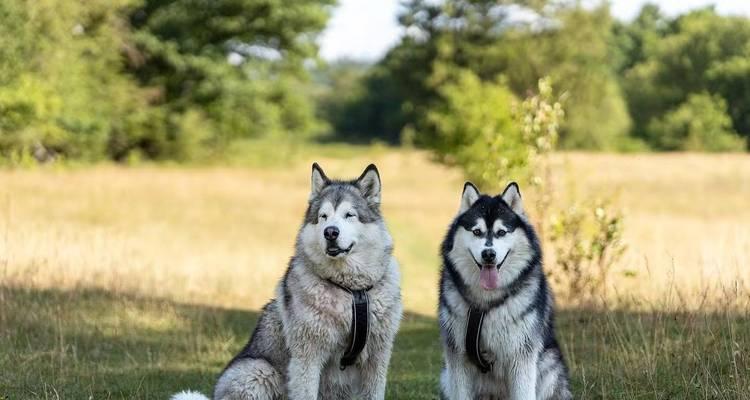 养阿拉斯加（了解阿拉斯加犬的成本和要求，为养育做好准备）