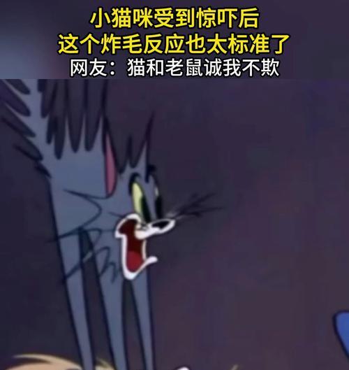 揭秘猫咪炸毛的原因（探索猫咪炸毛背后的奥秘）