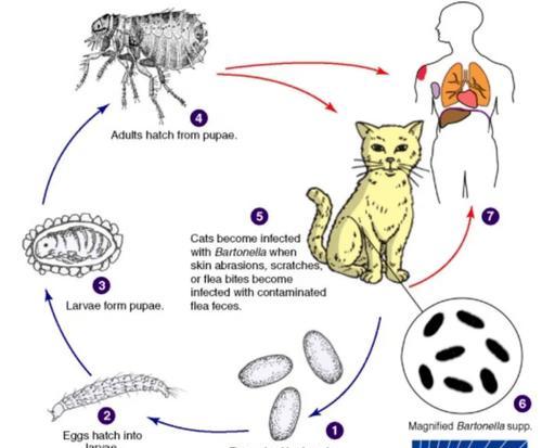 家猫会传染人什么病？（了解家猫可能传染给人的疾病，提高宠物健康意识）