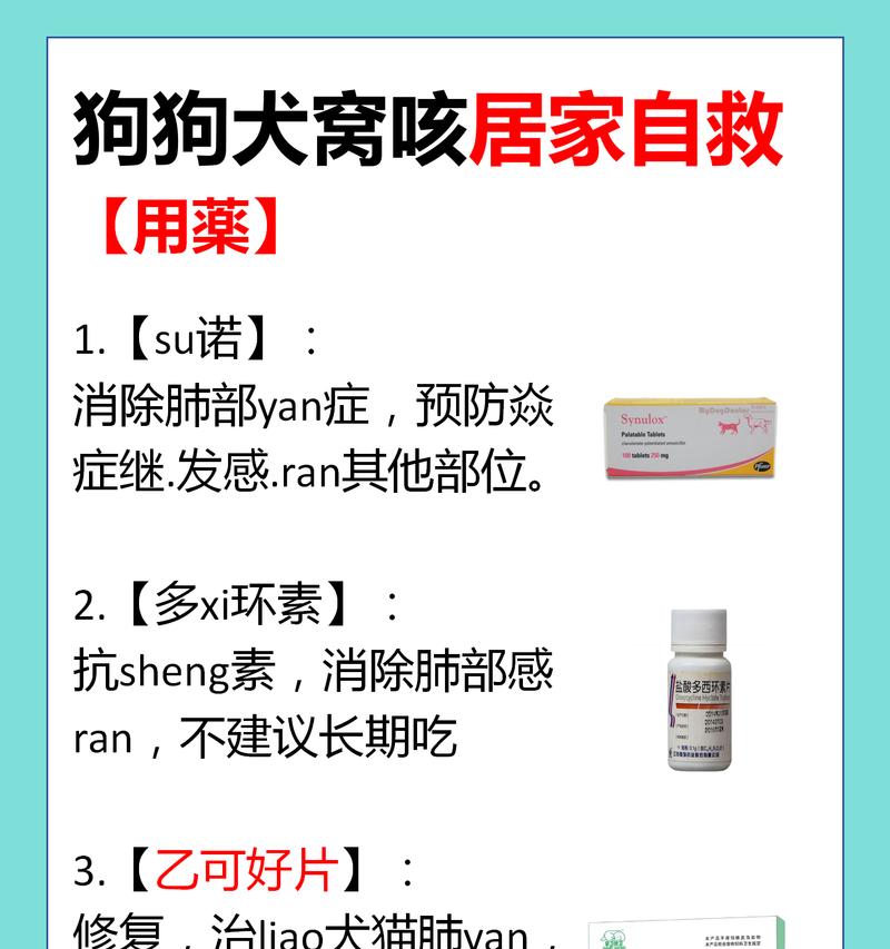 狗狗窝咳的疫苗接种与预防（了解狗狗窝咳疫苗，保护你的宠物健康）