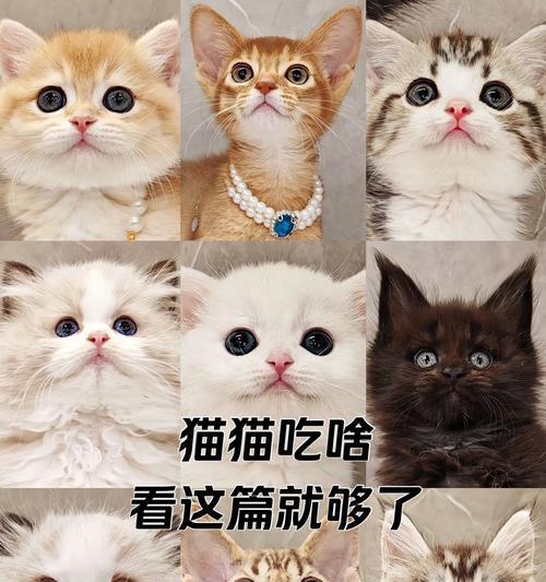 如何治疗幼猫拉稀的问题（找出适合幼猫的饮食调理方法）