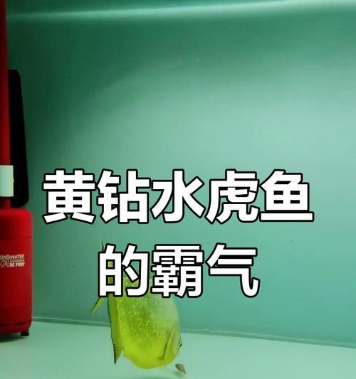 养水虎鱼，打造热带鱼缸的绝佳选择（探秘水虎鱼的奇妙世界）