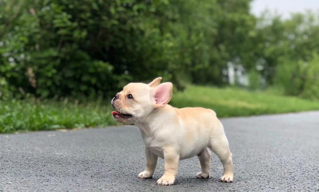 选择理想的法牛犬品种，陪伴你的完美选择（如何从众多品种中选择适合你的法牛犬？最佳法牛犬特征分析）