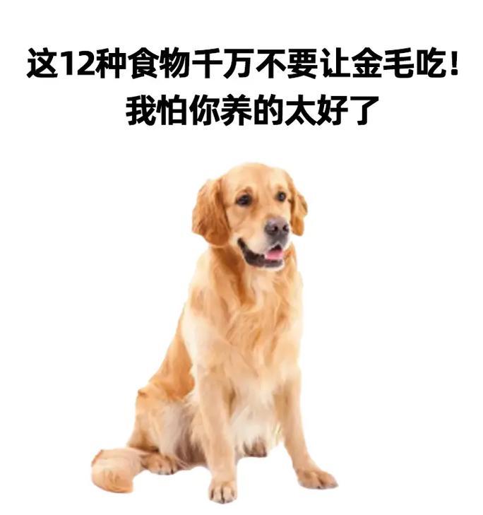 柯基犬10个月龄饮食指南（为你的宠物提供适宜的食物，让它健康成长）