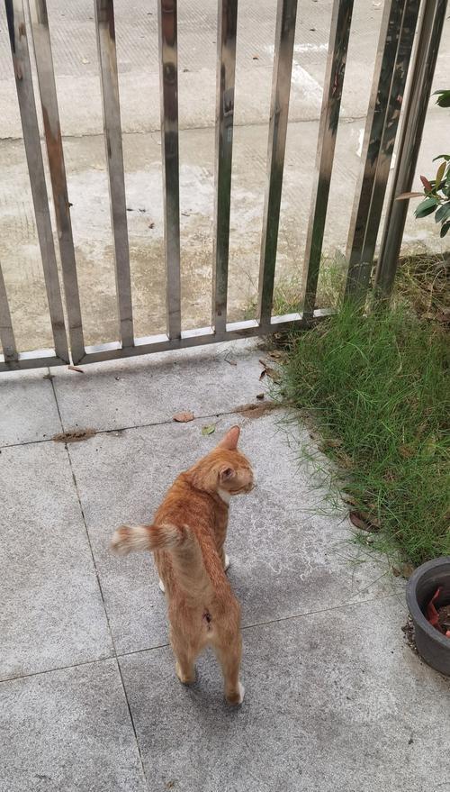 夜晚遇到猫的寓意（猫在黑暗中的神秘象征）