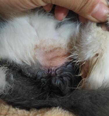 探究猫尿的颜色及其健康指示（从淡黄到红色，一切尽在猫尿中）