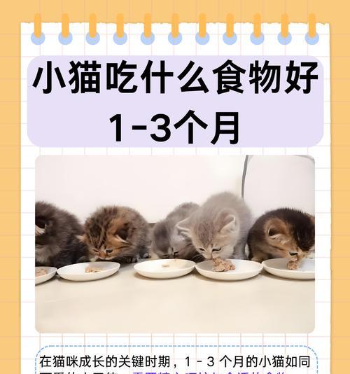 揭秘猫咪最喜欢的食物（猫咪的味蕾真馋！）