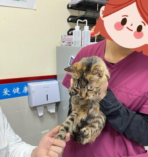 猫疫苗注射后的观察事项（疫苗注射后注意事项与观察内容）