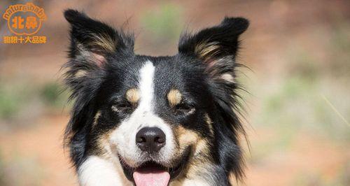 全犬期（了解全犬期对狗主人至关重要）