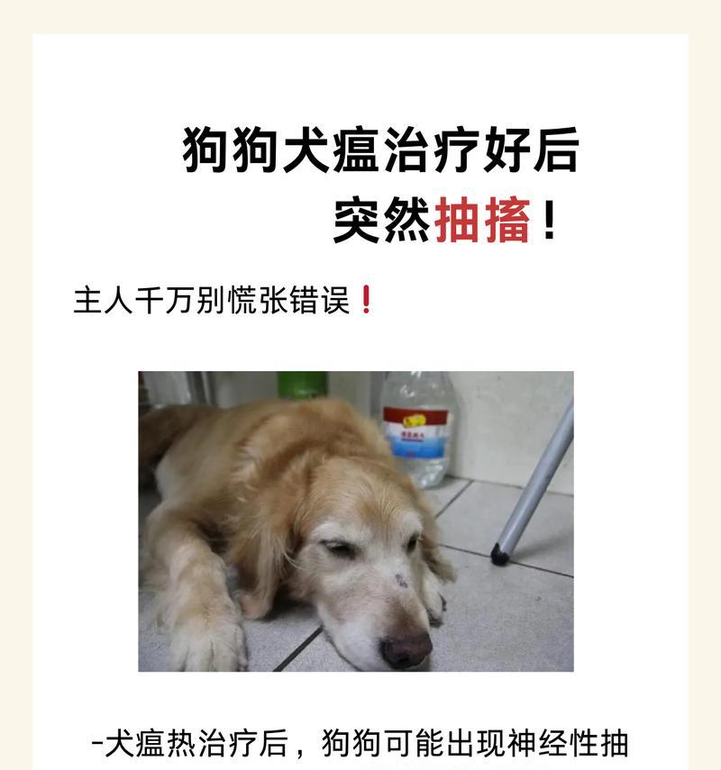 犬瘟热抗体（探索犬瘟热抗体对狗健康的重要性）