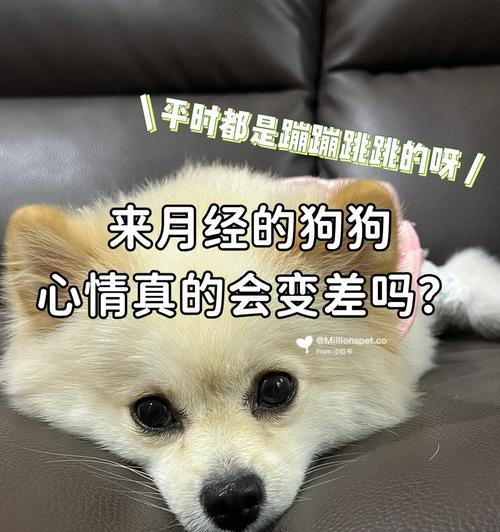 狗狗月经期间的饮食指南（了解狗狗月经期间的饮食需求，关爱你的毛茸宠物）