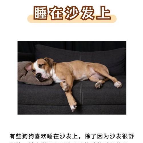 为什么狗喜欢睡沙发？（探究狗狗对沙发的喜爱原因）