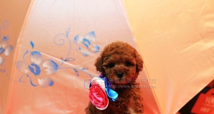 犬被毛的作用及其重要性（犬被毛的保护功能与影响因素）