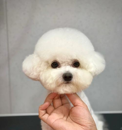 探秘小白熊——神秘而可爱的犬种（揭开小白熊的狗种身份，让我们一窥其背后的故事）