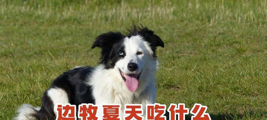 小牧羊犬的饮食偏好与营养需求（了解小牧羊犬的食物喜好，让它们健康快乐成长）
