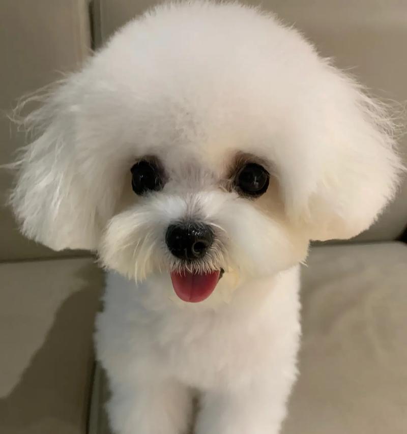 六个月比熊犬的成长与特点（探索六个月比熊犬的性格、外貌和健康）