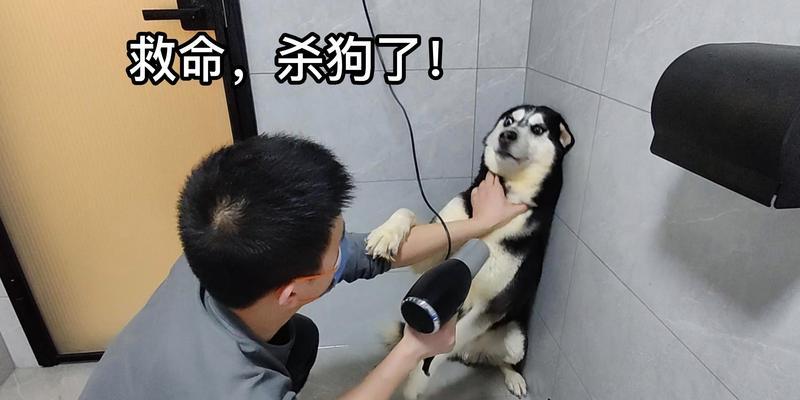 哈士奇的沐浴之道（选择适合哈士奇的沐浴产品，让它的皮肤焕然一新）