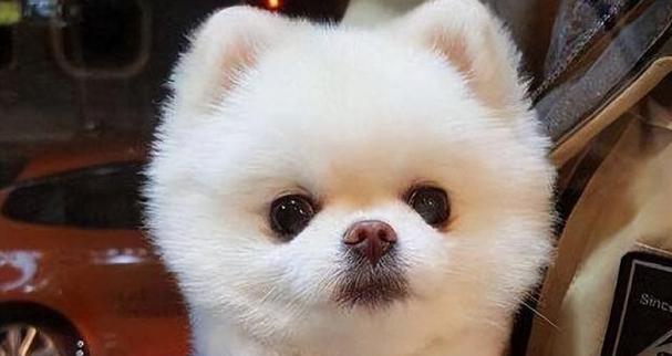 探秘博美为何特别娇气（博美犬的娇气性格与养育方式）