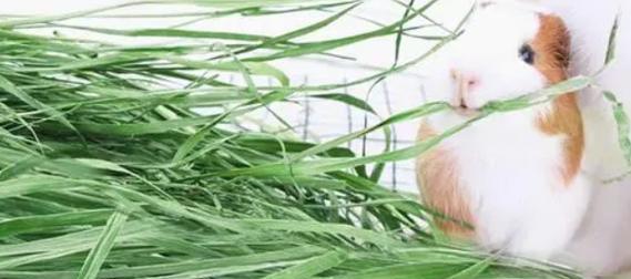 兔子的理想饲料——以草为主食（选择适合兔子的草种，让它们更健康快乐）