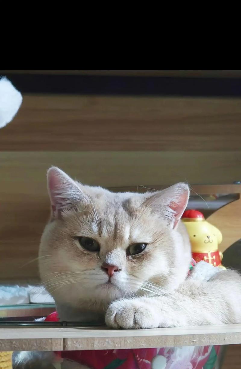哪种猫最乖巧可爱？（探寻最温顺的猫咪品种，你不容错过的选择！）