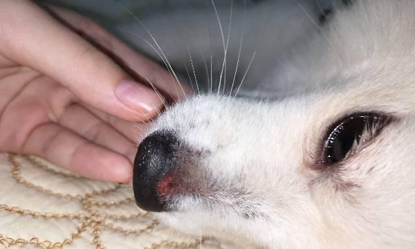 狗狗鼻子里面有异物是什么症状？（了解狗狗鼻腔异物的常见症状及处理方法）