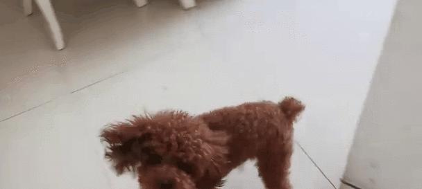 狗狗药浴后的注意事项（保持环境干净，避免感染）