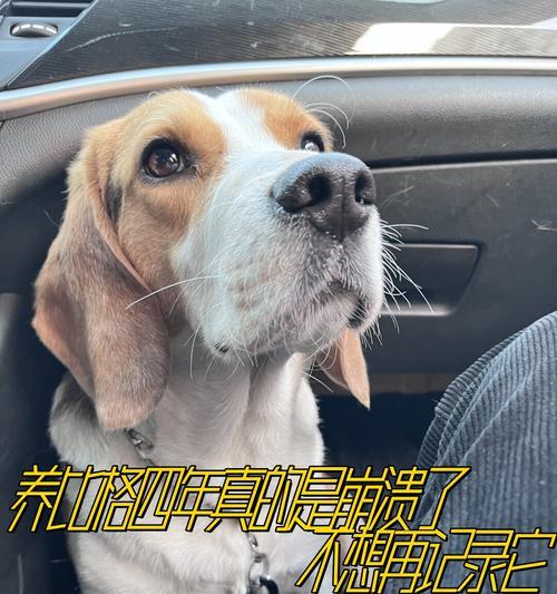 解密“无牵出门犬”的奇妙世界（揭秘一只不用牵的狗的秘密行动计划）