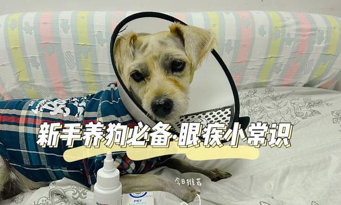 海里的清道夫（依靠以海里生物，再也不用担心眼睛异物困扰了！）