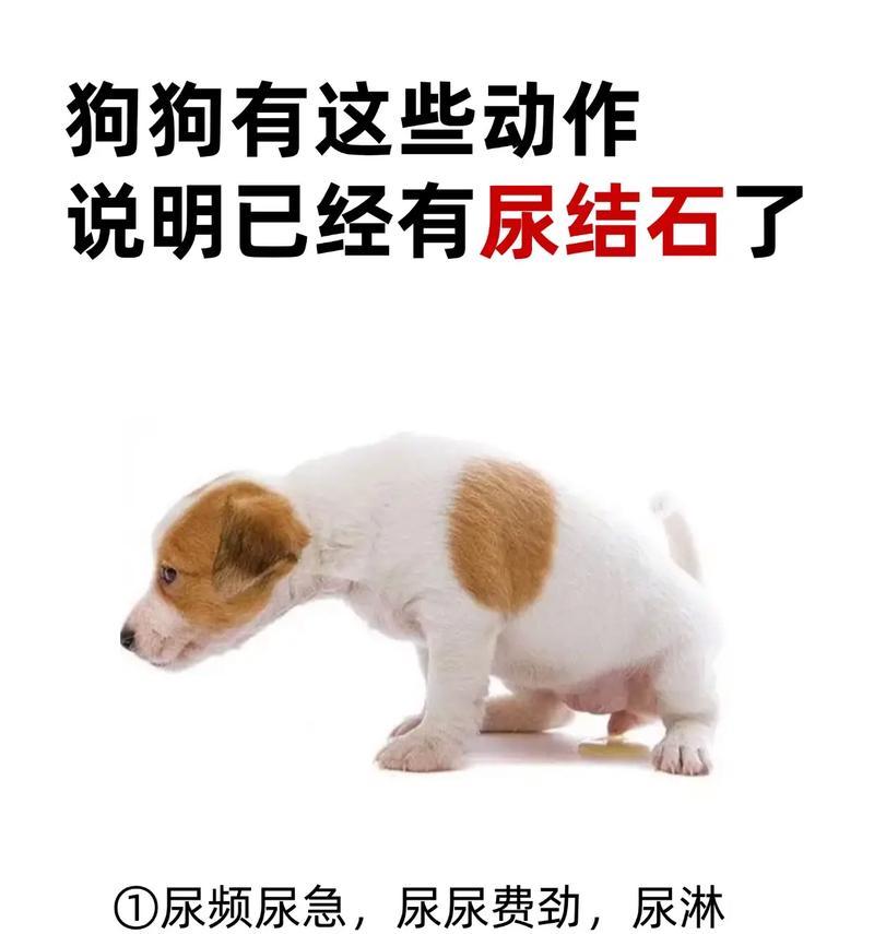 揭秘狗狗尿不净的原因（探索背后隐藏的问题和解决方案）
