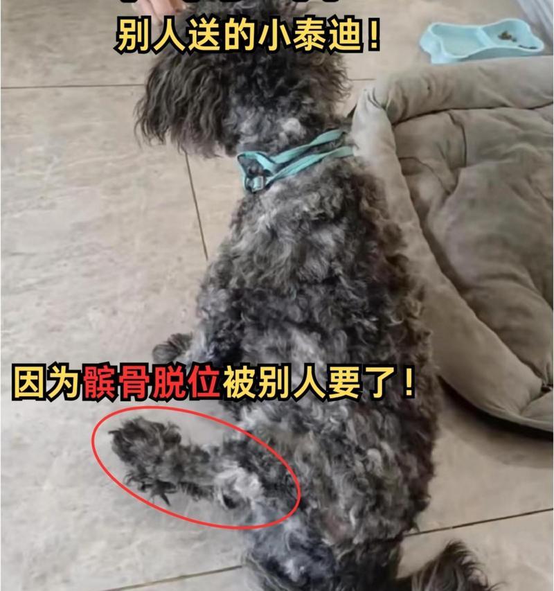 泰迪犬为何容易发生髌骨脱位（泰迪犬髌骨脱位的原因及预防措施）