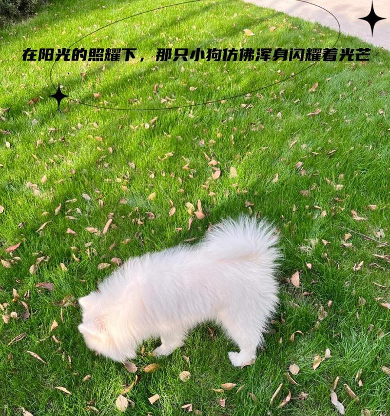 全身白色的狗，一种神秘而特殊的狗（全身洁白，魅力无穷，探索白色狗的魅力与特点）