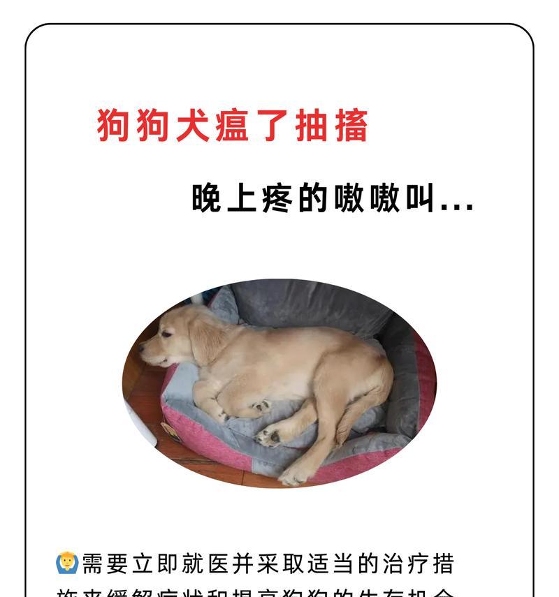 小狗发抖的原因及治疗方法（了解小狗发抖的常见原因和有效治疗方法）