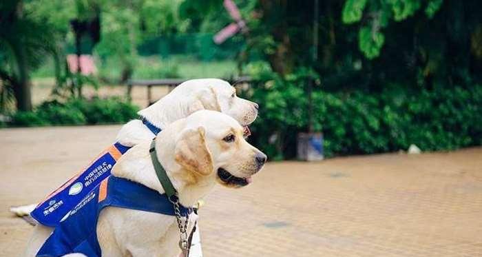 犬类饲养员必读的书籍（提升饲养技能与犬类健康知识的必备读本）