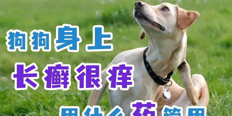 狗狗屁股痒是如何洗的？（以正确方法解决狗狗屁股痒的问题）