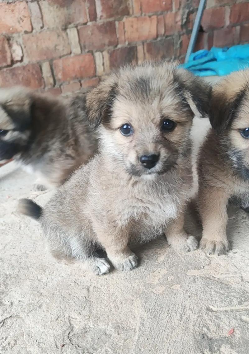 寻找爱心之家——领养狗狗的最佳去处（让流浪犬获得温暖的家庭，拯救无辜生命的使命）