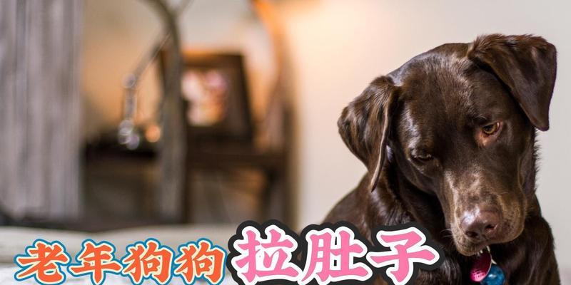 狗狗着凉拉肚子，如何合理用药？（宠物药品选择与使用的关键要点）