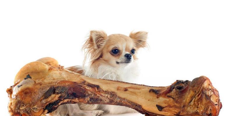金毛犬（行为训练与年龄成长的关系）