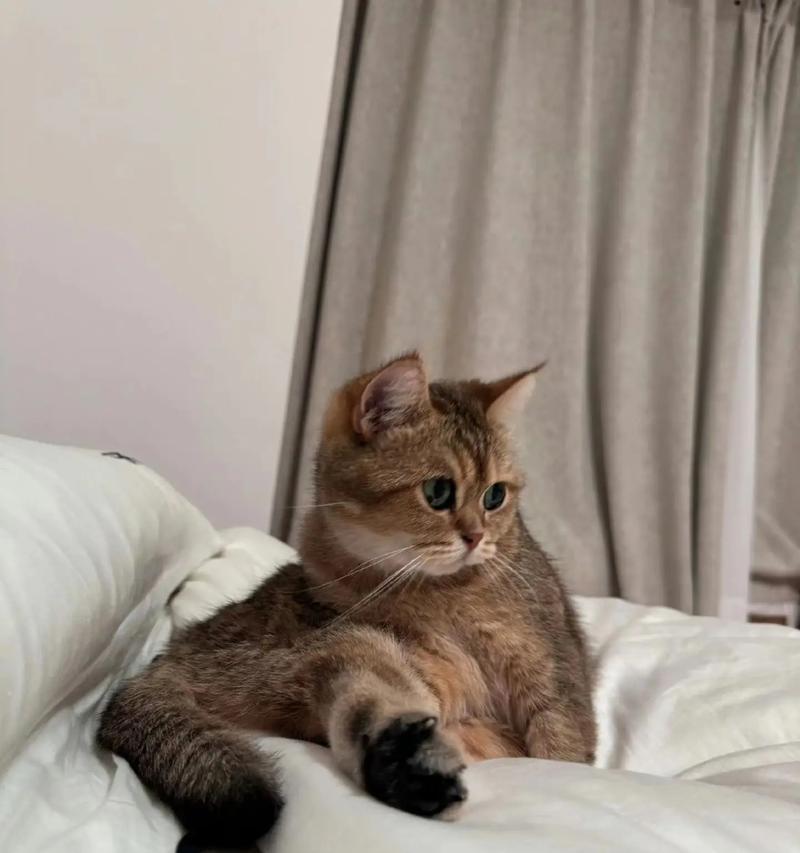 探秘黄色斑点猫的品种之谜（黄色斑点猫究竟是什么品种？黄色斑点的奇特魅力解析）