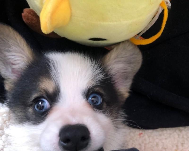 柯基犬蓝眼睛之谜（揭秘柯基犬蓝眼睛的原因和特点）
