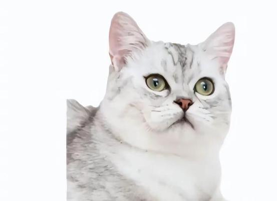 小猫眼睛的神秘变化（从何时开始变色？为什么会变色？）