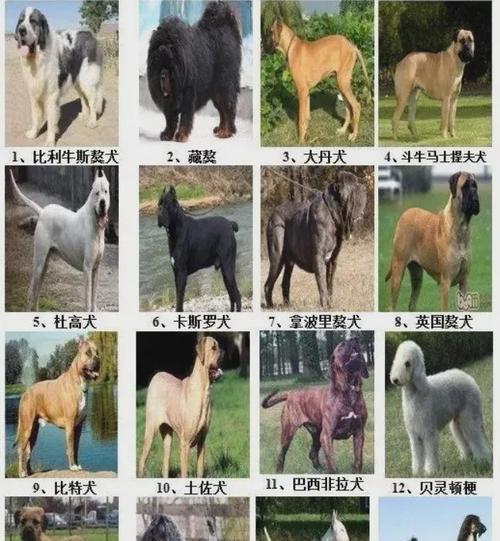 哪种狗容易叫人？（了解不同狗种的叫声特点，选择适合自己的宠物）