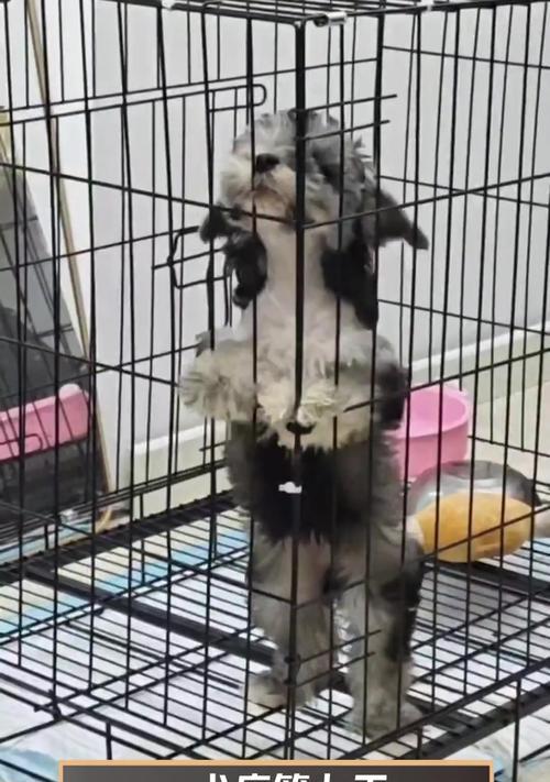 幼犬在犬瘟期间的护理方法（关爱幼小生命，共同抵御犬瘟的威胁）