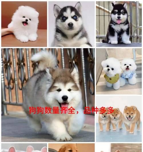 阿拉斯加犬价格的因素及市场行情分析（了解阿拉斯加犬价格的关键因素和市场动态）