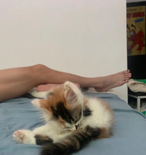 猫的生长速度和时期（猫咪从幼猫到成猫的生长过程及特点）