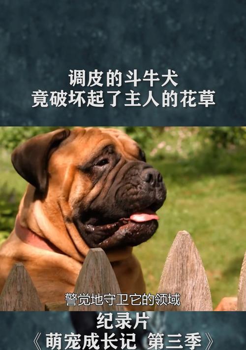 二个月斗牛犬饮食异常症状及处理方法（探讨二个月斗牛犬饮食异常的表现和解决方案）