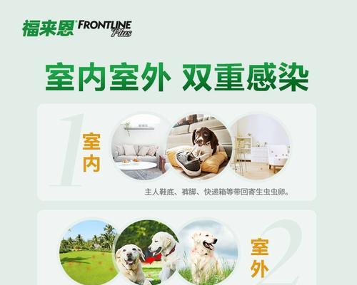小泰迪喂驱虫药的注意事项（保护小泰迪免受驱虫药的副作用侵害）